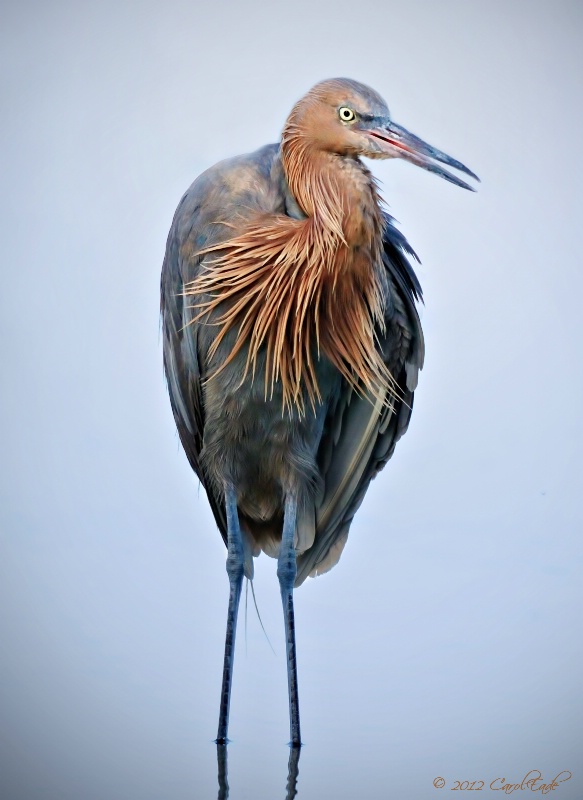 Reddish Egret