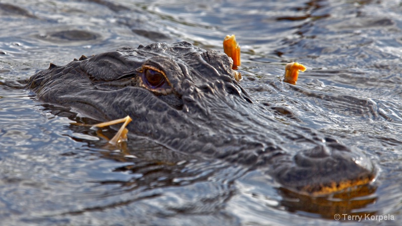 Greetings from the Florida Everglades