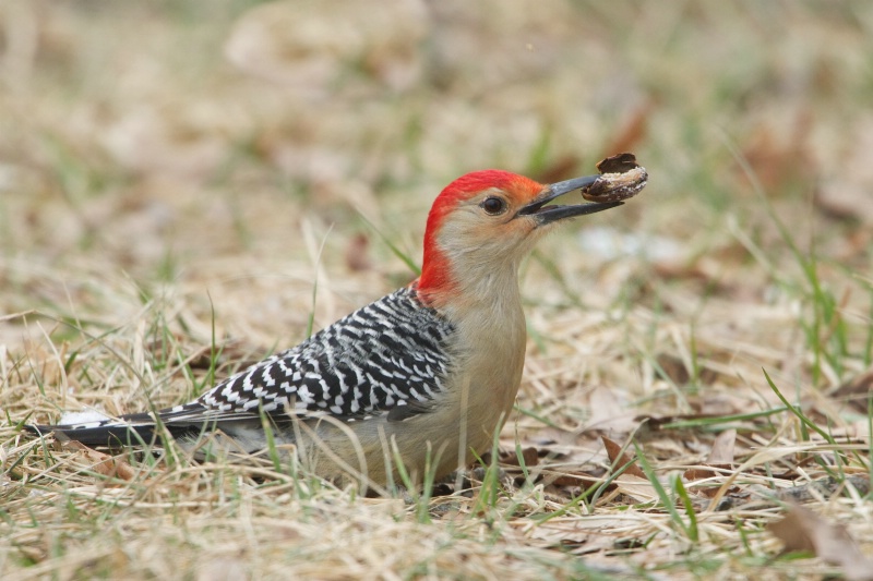 Red Bellied Woodpecker with Seed