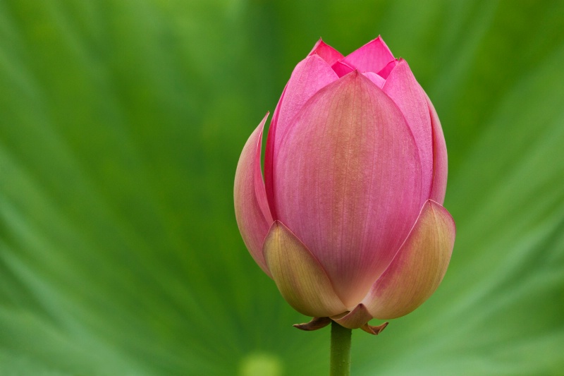 Budding Lotus (Flipped)