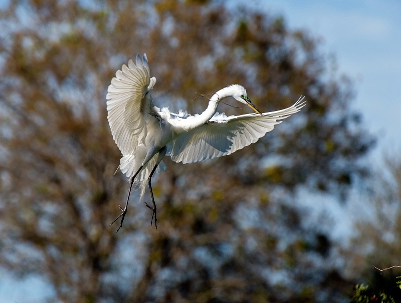 Nest building