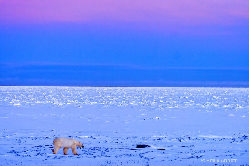 YAWN Waking up on the tundra.