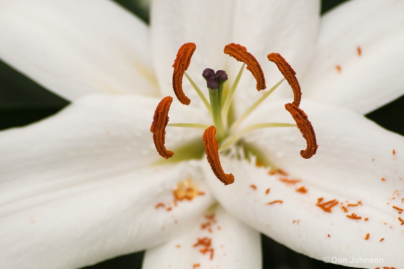 Longwood Gardens White Flower