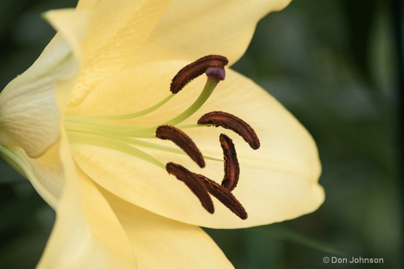 LG Yellow Flower Close-Up