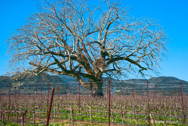 Tree in a vineyard