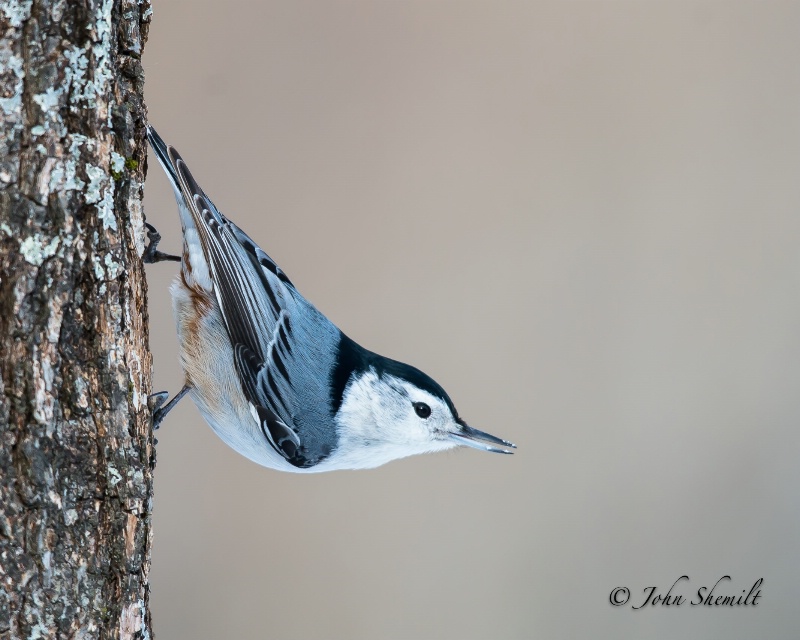 White-breasted Nuthatch - Feb 17th, 2013