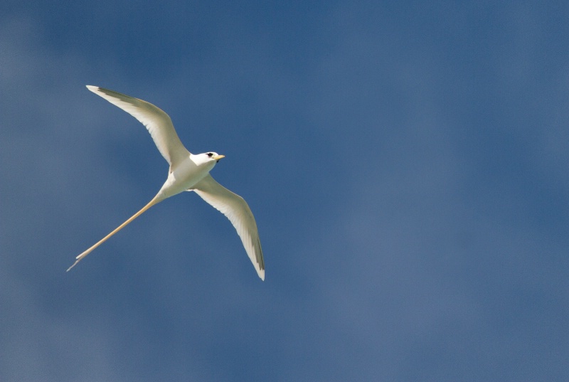 White-tailed Tropic Bird
