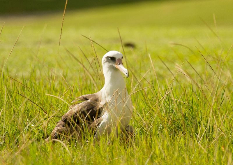 Laysan Albatross on the Nest
