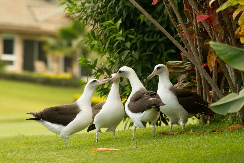 Laysan Albatross Party