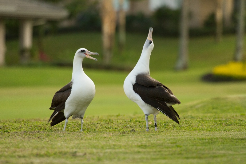 Laysan Albatross Courtship