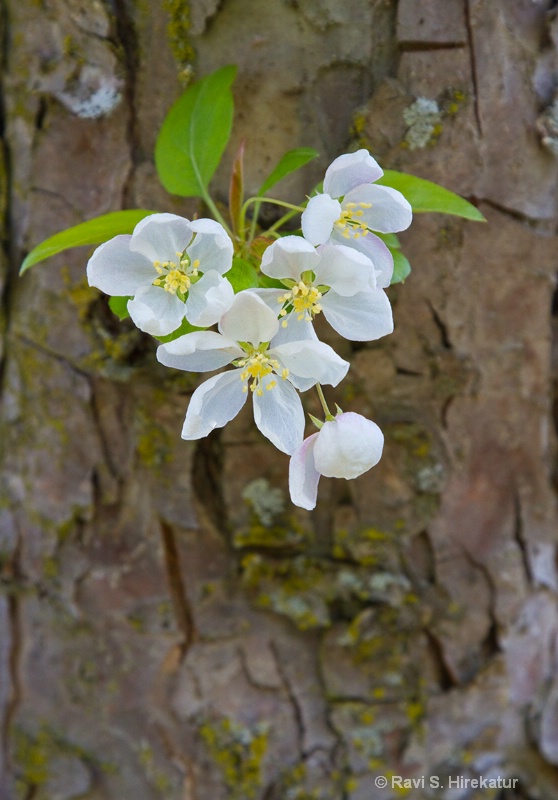 Crabapple blooms