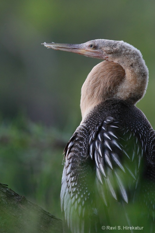 Anhings Juvenile