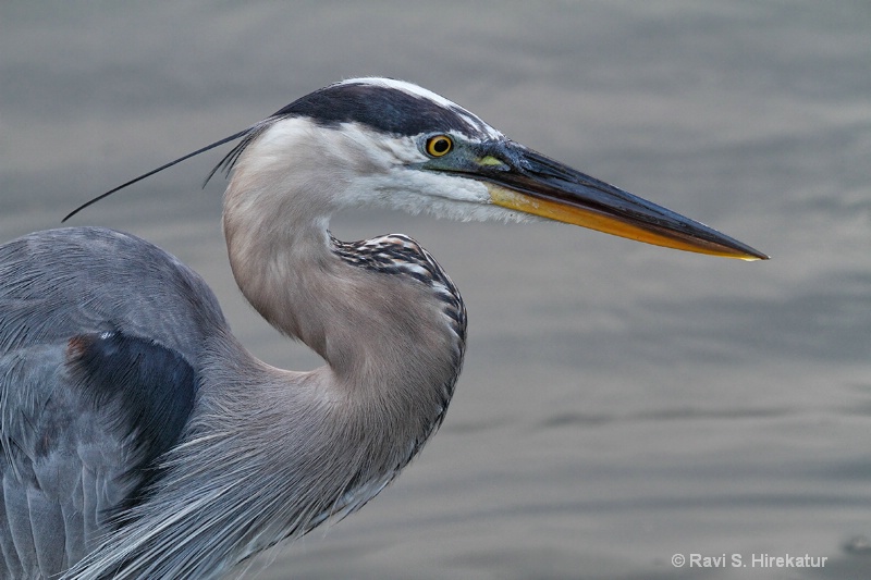 Great Blue Heron