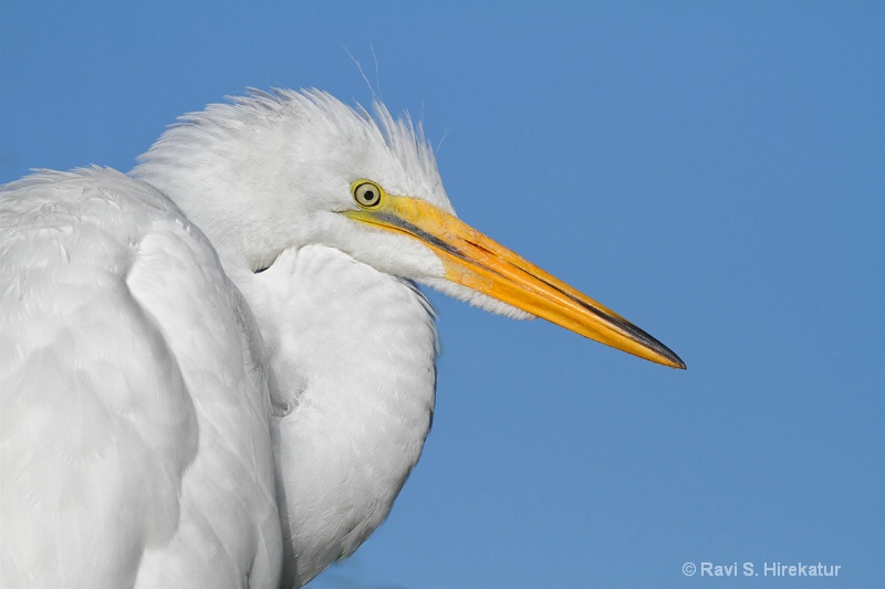 Great Egret