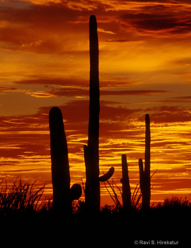 Saguaros at sunset