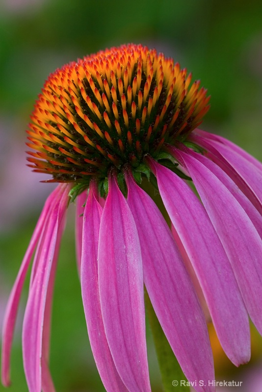 Echinacea flower