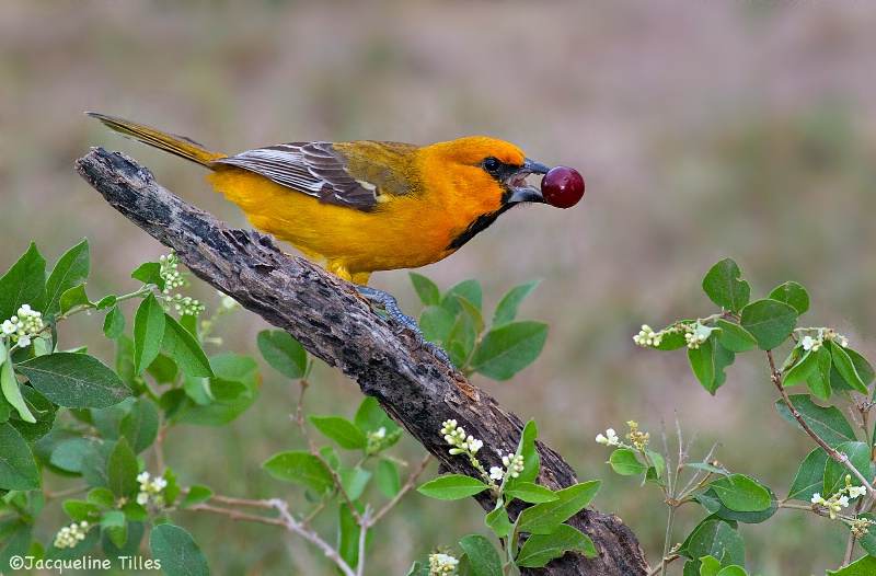 Juvenile Altamira Oriole