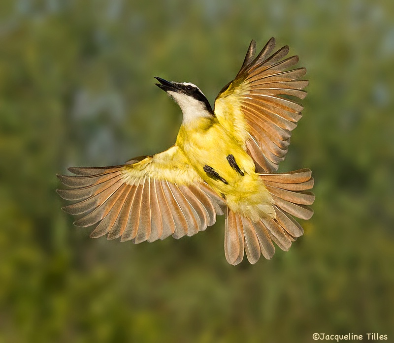 Great Kiskadee in Flight