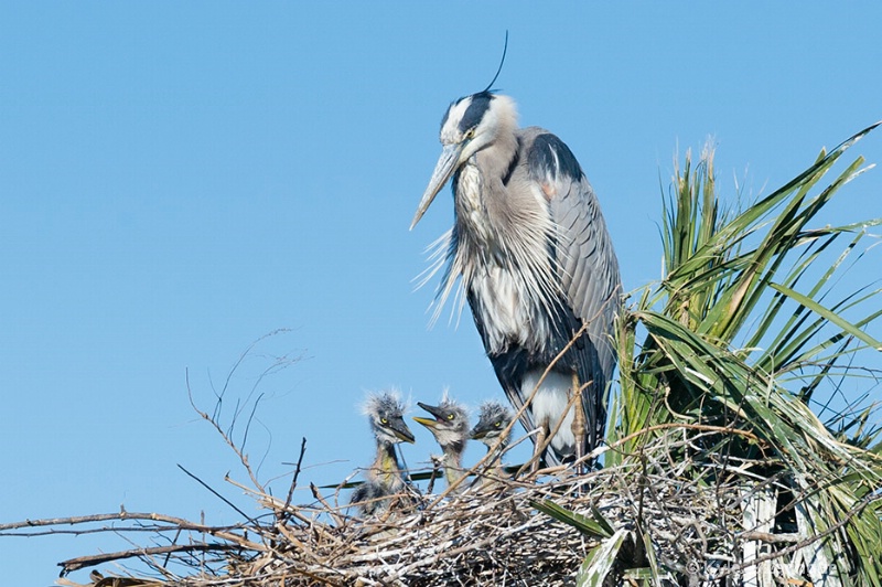 Great Blue Herons