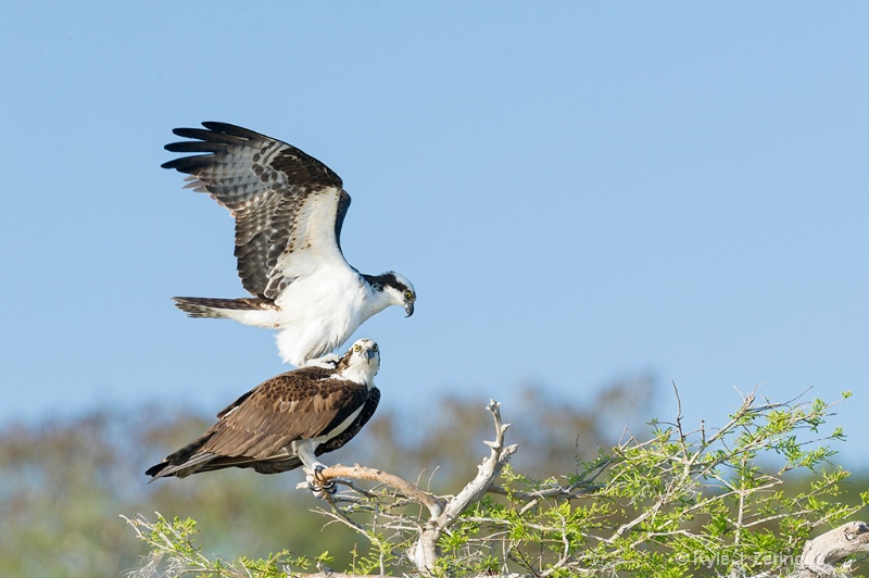 Ospreys on Cypress Tree