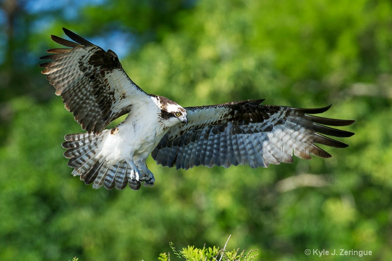 Osprey Landing