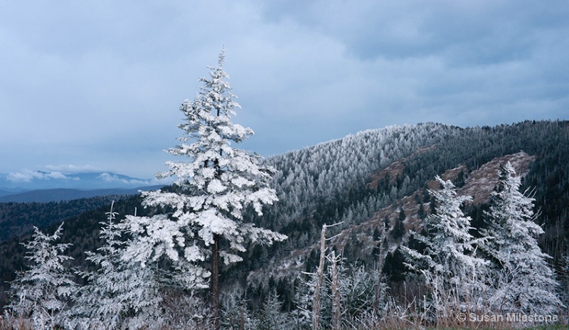 Clingmans Dome Rime Ice 4321