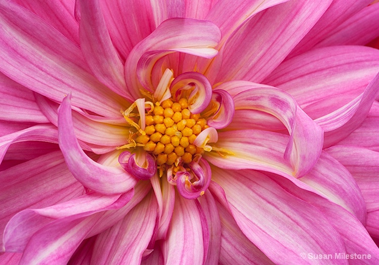 Dahlia 0300