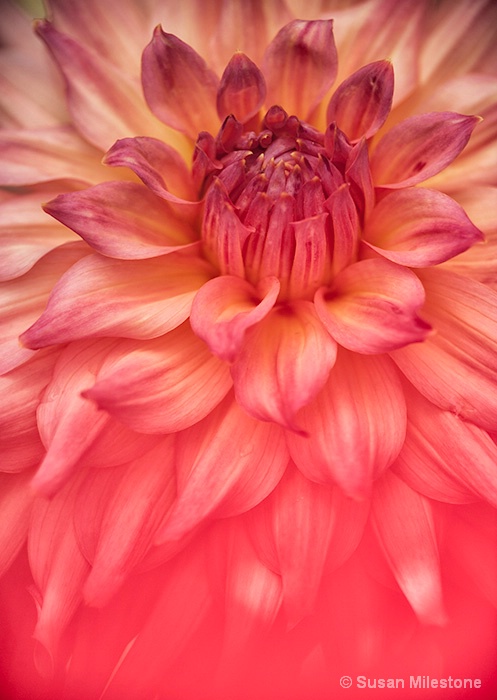 Dahlia 0610