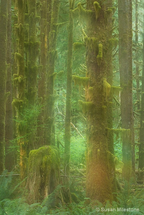 Hoh Rain Forest 0312