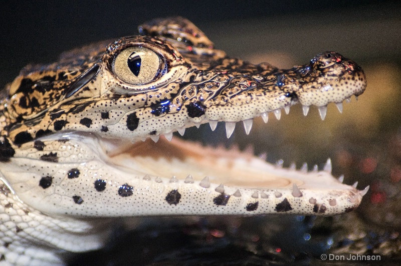 Cuban Croc