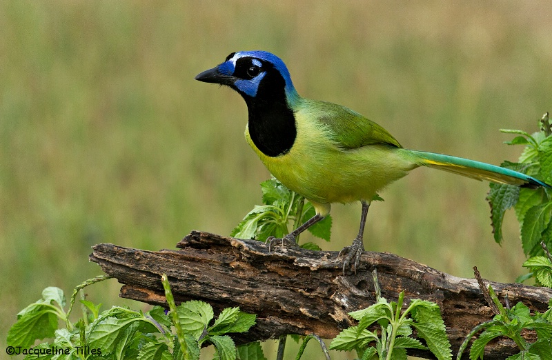 Green Jay