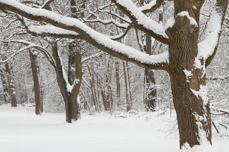 Snow covered vegetation