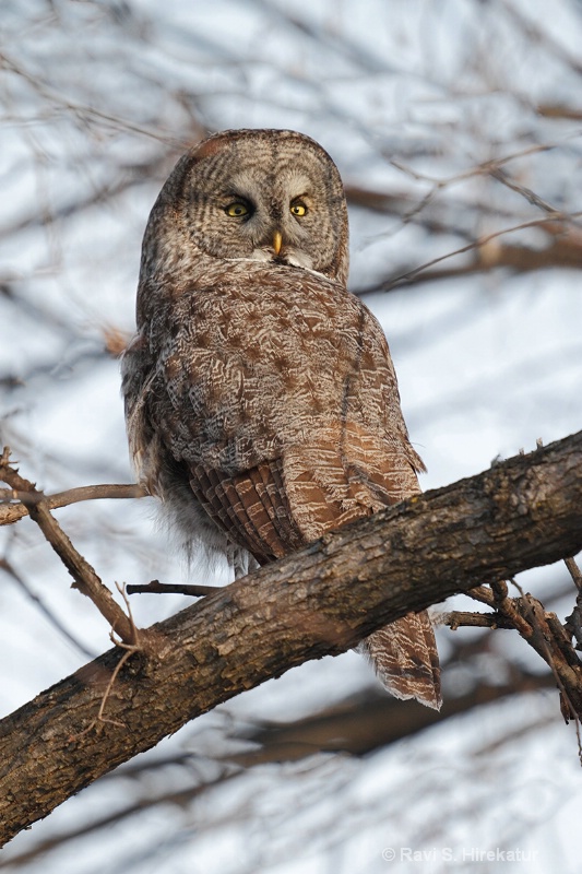 Great Gray Owl