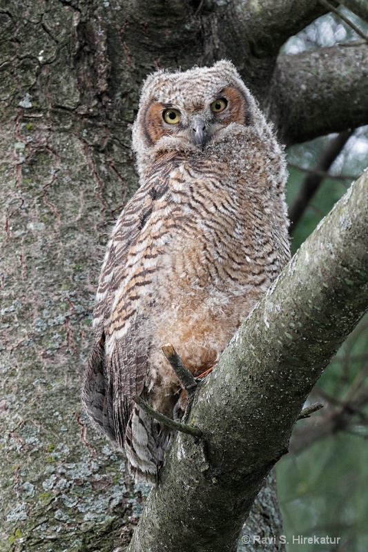 Baby Great horned Owl