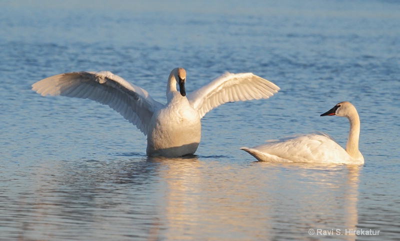 Trumpeter swans