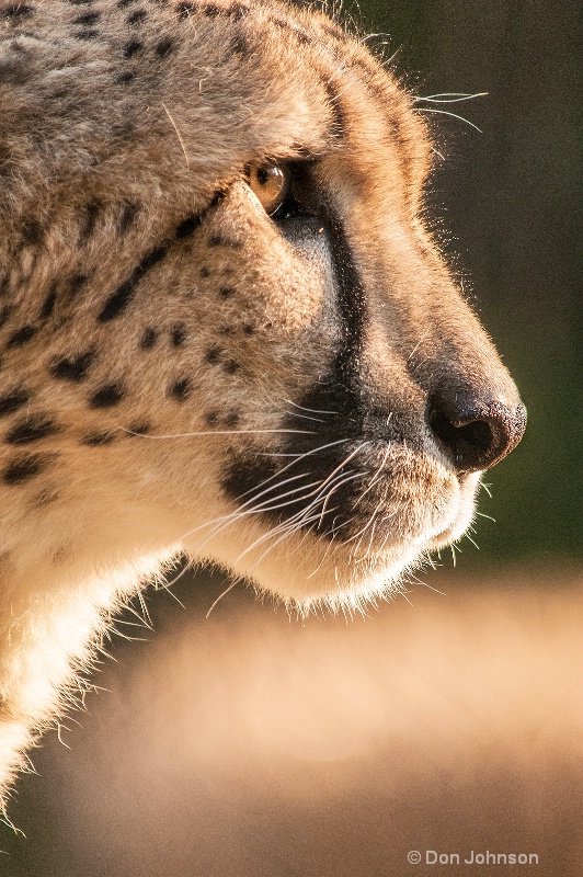 Cheetah Profile