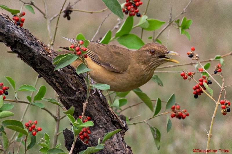 Clay-colored Thrush