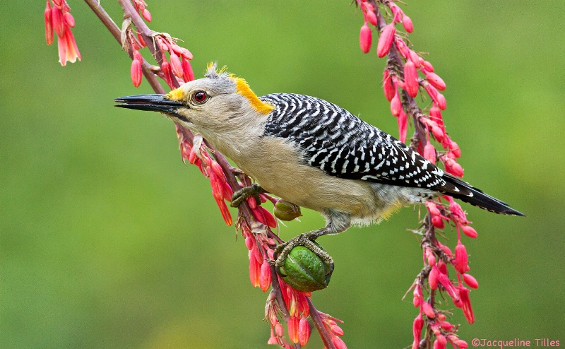 Female Golden-Fronted Woodpecker