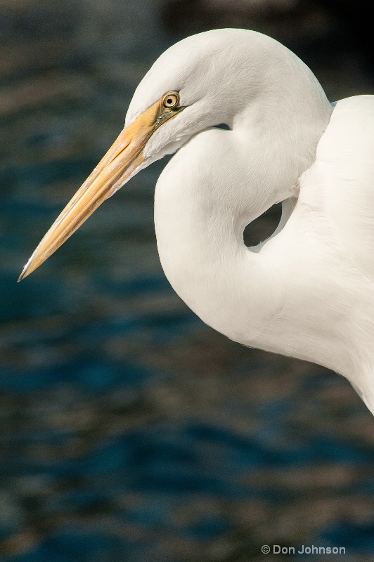 Florida Egret
