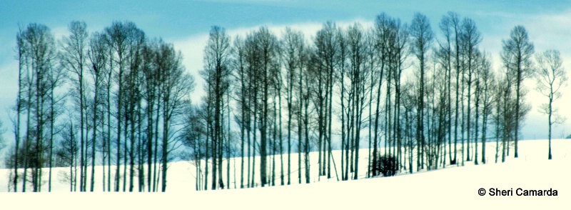 Sleeping Aspens