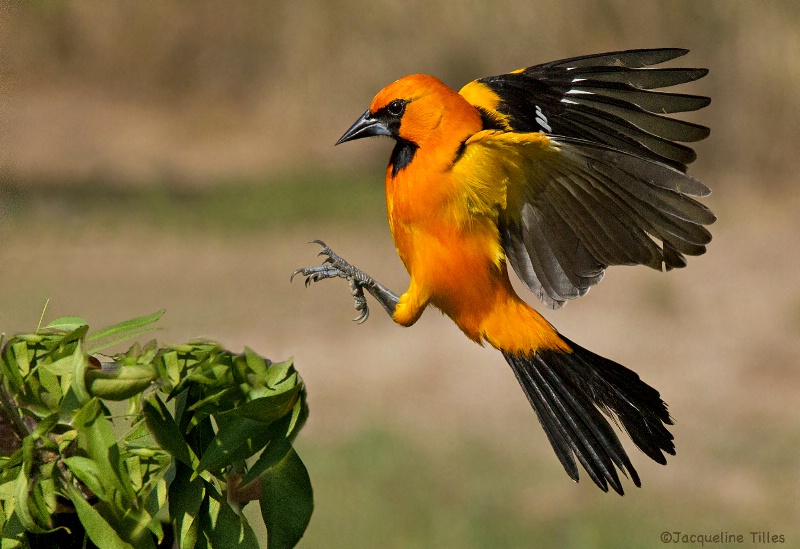 Altamira Oriole Landing