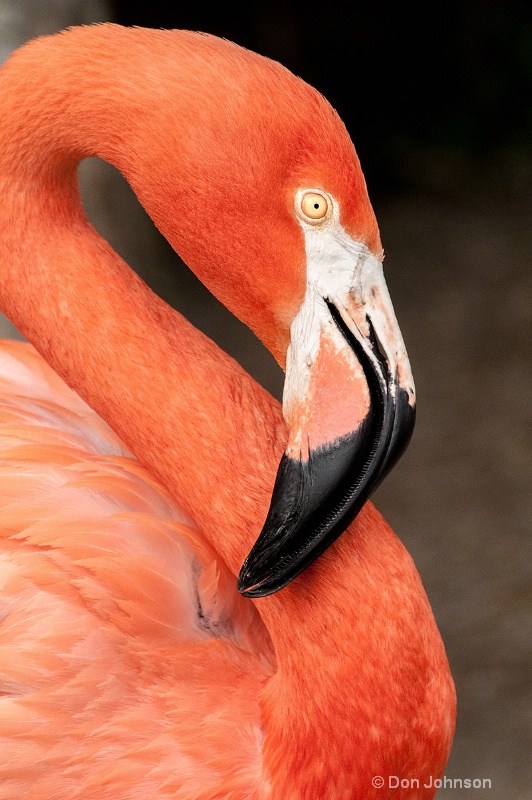 Profile of a Florida Flamingo