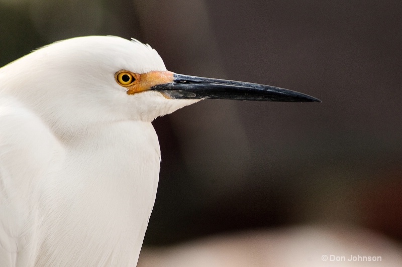 Egret in Florida