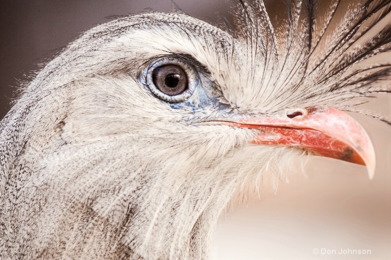 Close Up of Red Legged Seriema