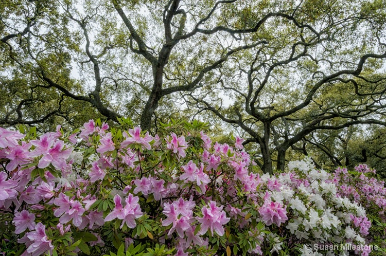 Azalea and Oak Trees 929