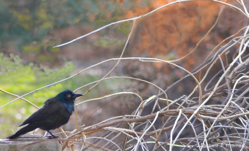 Black Bird Perched On A Pile of Twigs !