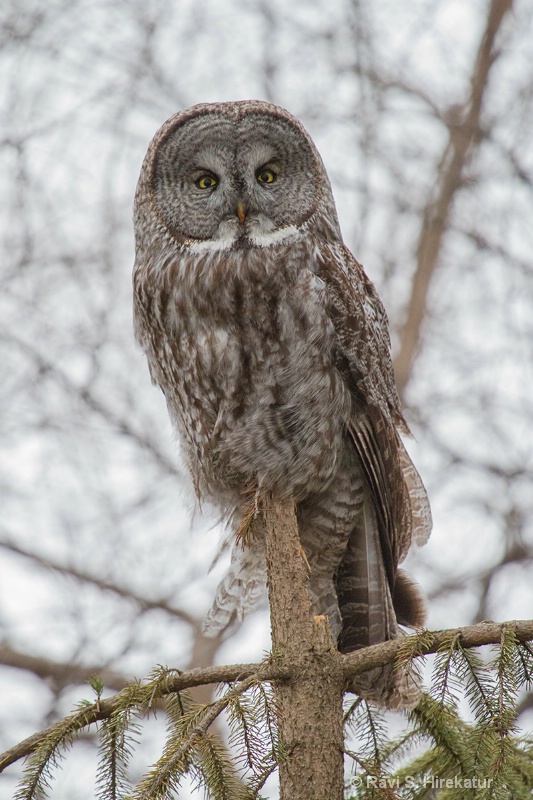 Great Gray Owl