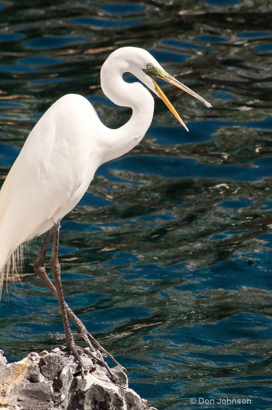 Surprised Egret