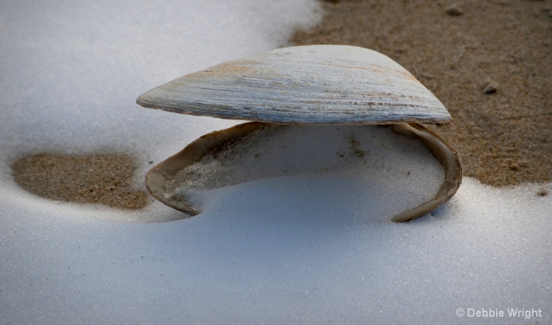 Snowy Shell