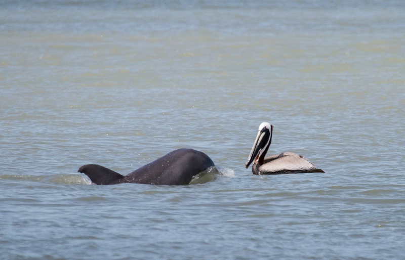 Dolphin and Pelican